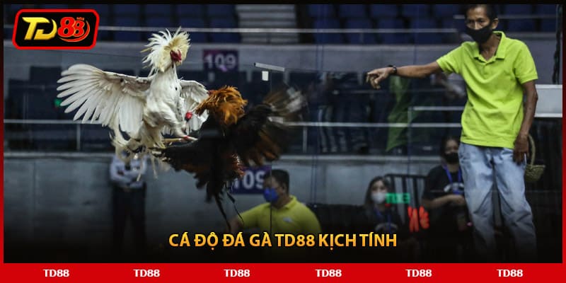 Cá độ đá gà TD88 kịch tính