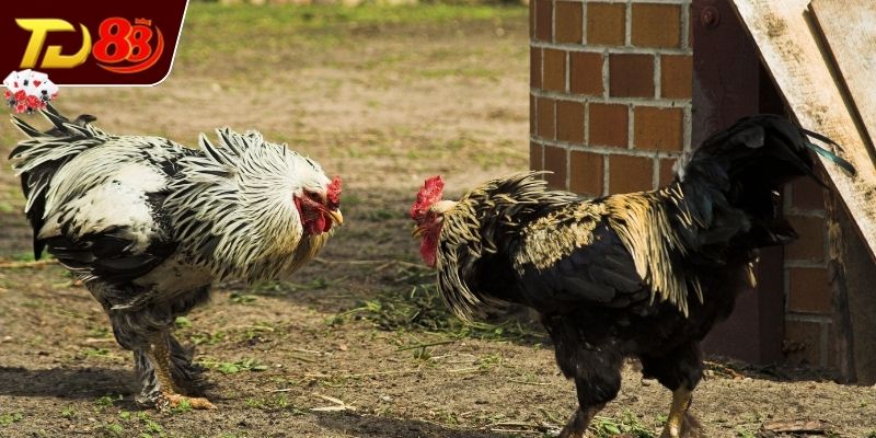 Cân đối trọng lượng chiến kê trước giờ thi đấu