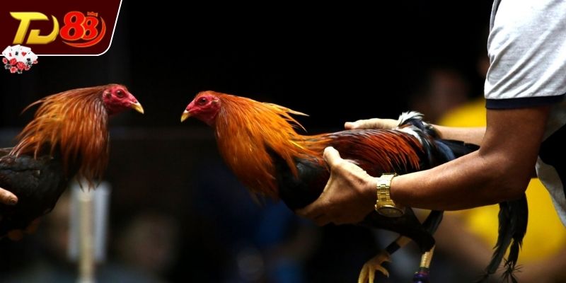 Đặc điểm hình thể linh kê ở phần cánh, thân