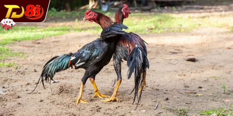 Khái quát sơ lược về trường gà Savan