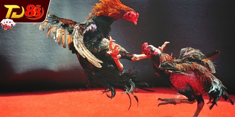 Khám phá dị tướng linh kê hiếm gặp