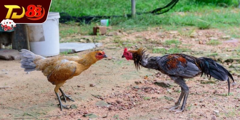 Luật thi đấu và thời lượng tại đấu trường Savan