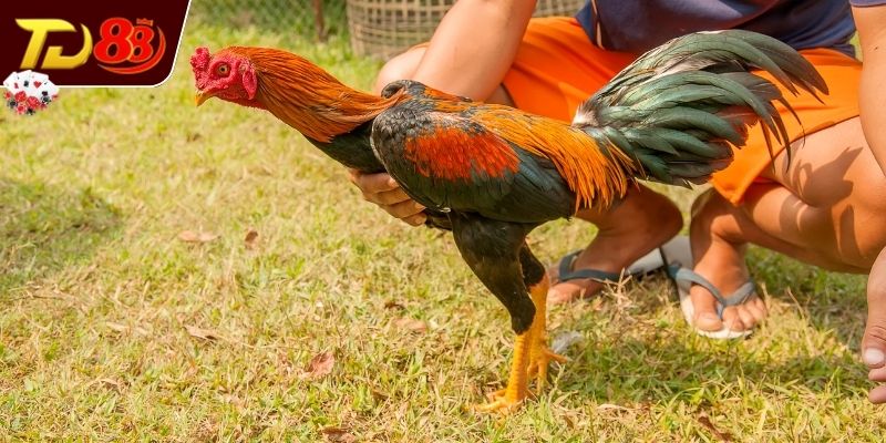 Màu sắc và dáng lông biểu tượng linh khí