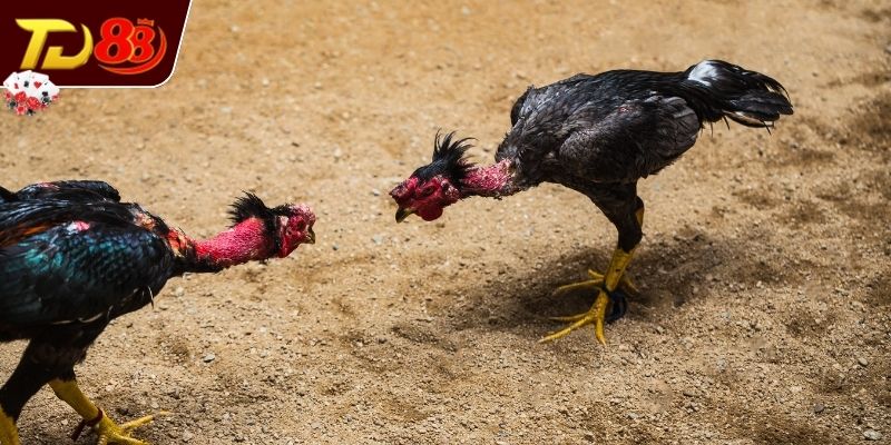 Tìm hiểu sơ bộ về gà Chọi Thái Lan